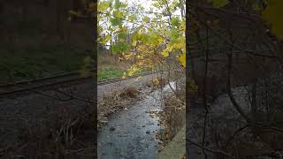 BNSF 5511 North CPKC 239 Passing By Milepost 65 On The Hamilton Sub In Waterdown Ontario 110824 [upl. by Negrom260]