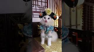 Si Langs Awakening Edition Cute Pet Version of The Legend of Zhen Huan Harem Cat The Legend of [upl. by Zoi]