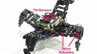 A Robot Teaches Itself How to Walk [upl. by Nnaeus518]