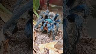 Aphonopelma mooreae first meal in her new home [upl. by Rieth63]