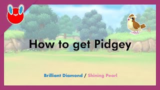 How to get Pidgey in Pokémon Brilliant Diamond amp Shining Pearl 016 [upl. by Belanger]