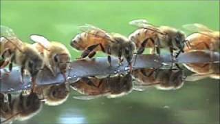 Honeybees at bird bath [upl. by Emma]