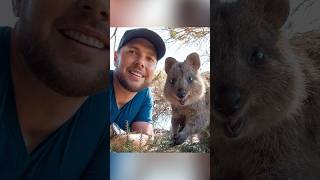 Quokka Selfie [upl. by Ntisuj]