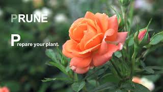 Pruning And Training Your Climbing Rose [upl. by Palua511]