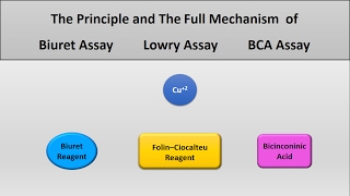 The principle of Lowry assay Biuret assay and Bicinconinich BCA assay protein assays [upl. by Jennie636]