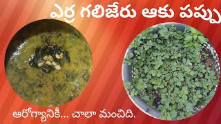 ఎర్ర గలిజేరు ఆకు పప్పు  yerra galijeru aaku dal in telugu punarva recipes [upl. by Belloir]