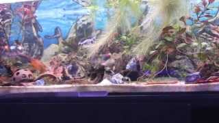 Corydoras Pygmaeus und Corydoras Habrosus [upl. by Suoirred533]