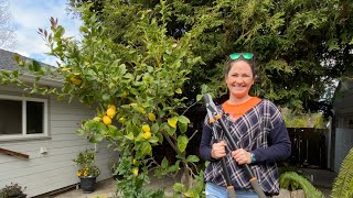 How to Prune a Lemon Tree Using Tree Science as a Guide [upl. by Aisanat]