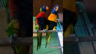 Beautiful talking parrot🦜lorilorikeetsyoutubeshortsviralshortstrendingshorts budgies birdpets [upl. by Stalk958]