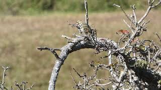 Olivebacked Pipit [upl. by Sama]