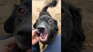 A happy girl I met at the dog park [upl. by Mauldon739]