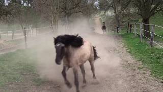 Pferdehof Birkenweiler unsere Pferde Ponys und Esel kommen von der der Weide [upl. by Ennayoj]