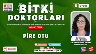 Bitki Doktorları 98  Pire Otu  Conyza canadensis L Cronquist  ve Mücadelesi [upl. by Negah838]