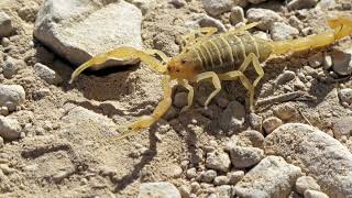 Meet the Yellow Fat Tailed Scorpion [upl. by Thomson]