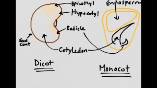 Plant Reproduction Monocots vs Dicots [upl. by Dollar]