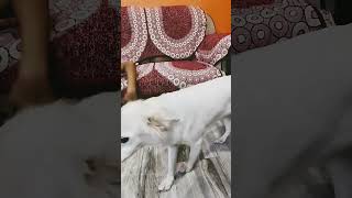 Tumse mai Marti hu music hindisong bollywood doglover trending viralsong [upl. by Ahsahs]