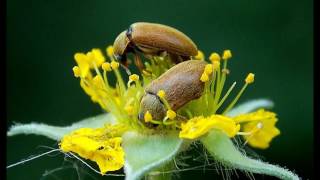 Der Ungeziefer Fotograf  oder  man kann sie auch Insekten nennen [upl. by Jocelyn]