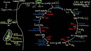 BIOCHEM 43  Krebs Cycle Citric Acid Cycle [upl. by Neeham]