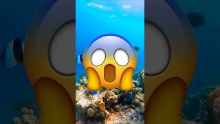 VOICI LE POISSON TOXIQUE LE PLUS DANGEREUX AU MONDE😨🐟⚠️shorts poisson viral youtubeshorts [upl. by Casanova23]