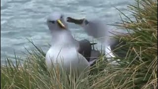 Grey Headed Albatross [upl. by Dola745]