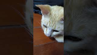 Diamdiam ekor bergoyang cat catlover [upl. by Nellek500]