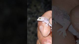 Cute Mediterranean House Gecko Hemidactylus turcicus herping In Corfu wildlife reptiles [upl. by Notneuq]