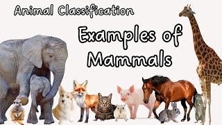 List of Mammals in English  What is a mammal  Science for Kids  Mammal Habitats  Animal Facts [upl. by Aileve]