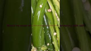 The Ultimate Mirchi ka Salan Recipe Spice Up Your Life mirci healthy quick partyfood shorts [upl. by Autry]