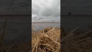 Swans come in for a look swans duckseason duckhunting duckblind hunting waterfowlhunting [upl. by Suired]