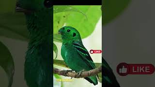 Green Broadbill shortsvideo [upl. by Trenna317]