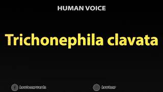 How To Pronounce Trichonephila clavata [upl. by Bernita867]