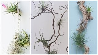 DIY  Faça você mesmo arranjos com Air Plant decoração simples e elegante [upl. by Joselyn]