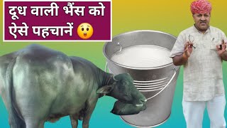 अच्छी दूध वाली भैंस कैसे पहचानेंHow Select Heavy Milker Buffalo [upl. by Slaby]