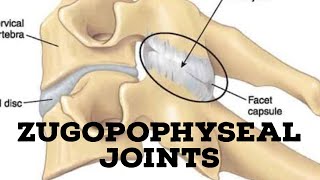 Zygopophyseal joints [upl. by Formica146]