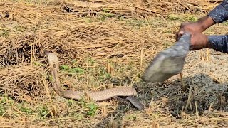 Snake Killer Discovery channel  Real Discovery  Real Indian Snake  4K Video quality Snake [upl. by Sirromaj]