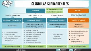 GLÁNDULAS SUPRARRENALES  Morfofisiología [upl. by Nnyroc]