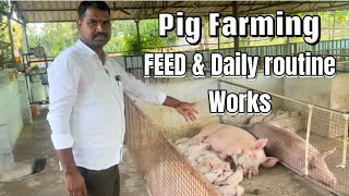 Pig Farming Feed amp Daily works  pig farming Feed  pigfarmvideo feed pig farming trending [upl. by Vergos]