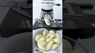 Garlic clove under the microscope 🧄🔬amazing facts experiment [upl. by Wenonah]