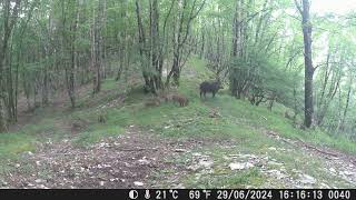 lunigiana cinghiali boar sanglier [upl. by Circosta936]