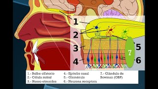 Neurociencias Olfato [upl. by Consuela910]