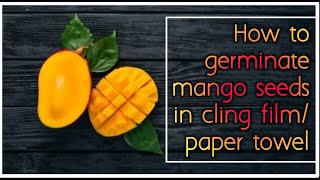 How to Germinate Mango Seeds in a Plastic bag Cling Film Paper Towel [upl. by Murphy]