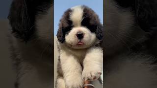 Saint Bernard Petshop bhopal saintbernarddog pets dog indore jabalpur doglover ytshorts [upl. by Pirali197]