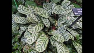 Calathea makoyana [upl. by Braunstein]