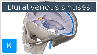 Dural venous sinuses preview  Human Anatomy  Kenhub [upl. by Jacqui]