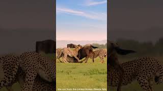 The wildebeest couldnt resist the strength of three cheetahs AnimalKingdom PredatorVsPrey [upl. by Gagliano]