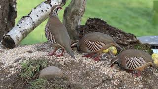 Red Legged Partridge [upl. by Goddard]