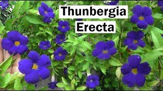 Thunbergia Plant Thunbergia erecta Kings mantle Bush Clock Vine How to Grow Thungbergia Plant [upl. by Roxy104]