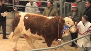 Sale of Simmental Bulls top 14 prices at Stirling Bull Sales  February 16th 2015 [upl. by Emily]