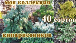 Кипарисовики 40 сортов в одном видео Мой опыт выращивания [upl. by Lehte]