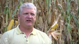 Arkansas Grower Pushes Yields in Corn Contest Plots with StollerUSA [upl. by Suh601]